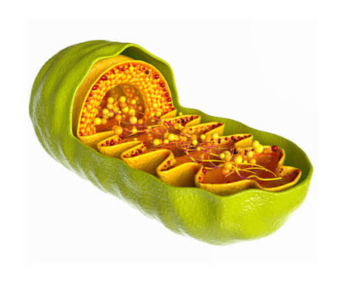 Advanced Mitochondrial Formula Benefits