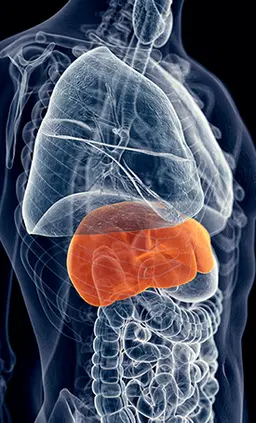 HepatoBurn Benefits