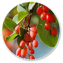 berberis-aristata (1)