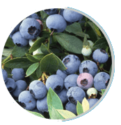 bilberry (1)
