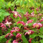 Elfenblume - Epimedium x rubrum