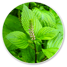 luteolin (2)