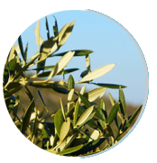 olive (1)