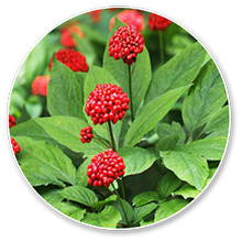 panax-ginseng (1)