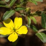 tribulus